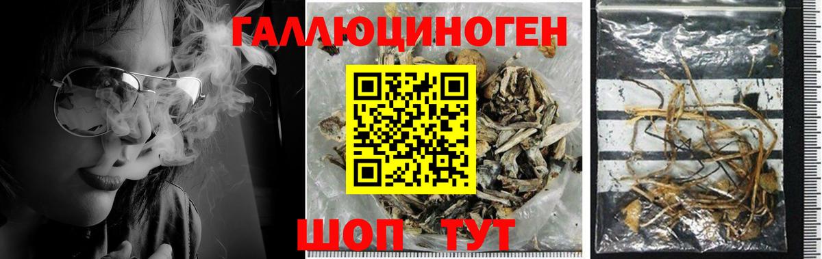 Псилоцибиновые грибы Psilocybine cubensis Минусинск
